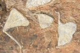 Plate Of Fossil Ginkgo Leaves From North Dakota - Paleocene #221223-2